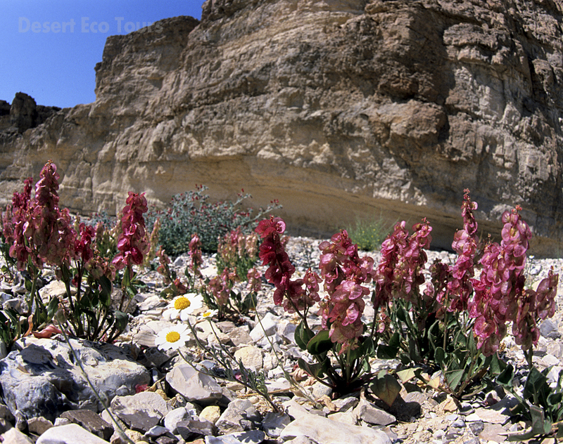 Spring in Ramon Crater- Mitzpe Ramon tours
